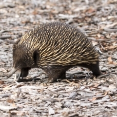 Tachyglossus aculeatus (Short-beaked Echidna) at ANBG - 29 Mar 2019 by AlisonMilton