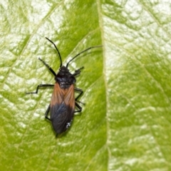 Oncopeltus (Oncopeltus) sordidus (Milk vine bug) at ANBG - 29 Mar 2019 by AlisonMilton