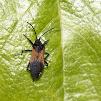 Oncopeltus (Oncopeltus) sordidus (Milk vine bug) at Acton, ACT - 29 Mar 2019 by AlisonMilton