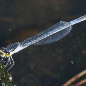 Ischnura heterosticta at Rosedale, NSW - 31 Mar 2019 10:36 AM