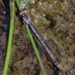 Ischnura heterosticta at Rosedale, NSW - 31 Mar 2019 10:36 AM