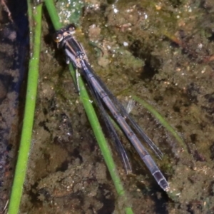 Ischnura heterosticta at Rosedale, NSW - 31 Mar 2019 10:36 AM