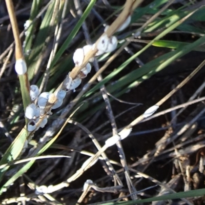 Symonicoccus sp. (genus) (Grass Coccid) at Barton, ACT - 31 Mar 2019 by JanetRussell