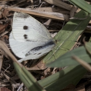 Pieris rapae at Higgins, ACT - 31 Mar 2019 12:03 PM