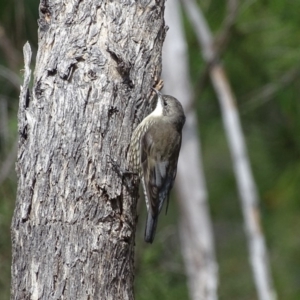 Cormobates leucophaea at Isaacs Ridge - 2 Apr 2019 03:58 PM