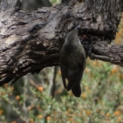 Cormobates leucophaea at Isaacs Ridge - 2 Apr 2019 03:58 PM