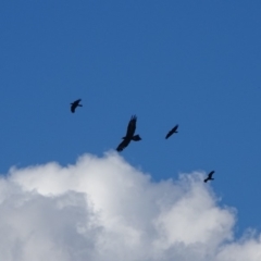 Aquila audax (Wedge-tailed Eagle) at Isaacs Ridge - 2 Apr 2019 by Mike