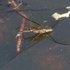 Tenagogerris euphrosyne (Water Strider) at Rosedale, NSW - 30 Mar 2019 by jb2602