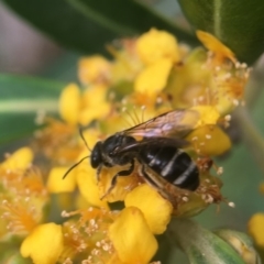 Lasioglossum (Chilalictus) brazieri (Furrow Bee) at Yarralumla, ACT - 7 Jan 2019 by PeterA