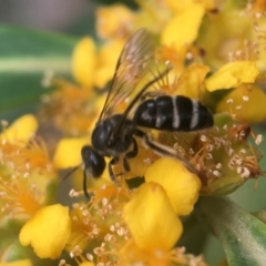 Lasioglossum (Chilalictus) brazieri at Yarralumla, ACT - 7 Jan 2019 01:55 PM