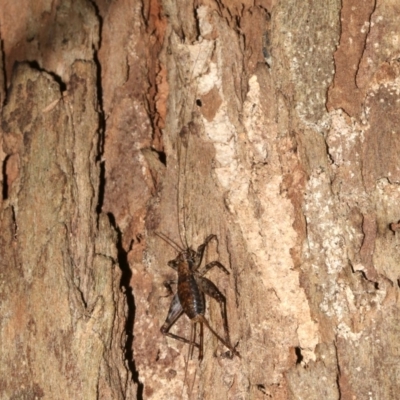 Zaclotathra oligoneura (A cricket) at Rosedale, NSW - 29 Mar 2019 by jb2602