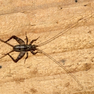 Zaclotathra oligoneura (A cricket) at Rosedale, NSW - 29 Mar 2019 by jb2602