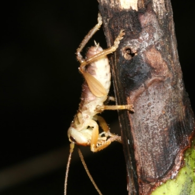 Gryllacrididae (family) (Unidentified Raspy Cricket) at Rosedale, NSW - 29 Mar 2019 by jbromilow50