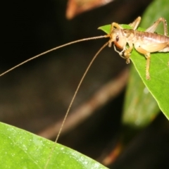 Gryllacrididae (family) (Wood, Raspy or Leaf Rolling Cricket) at Rosedale, NSW - 29 Mar 2019 by jb2602