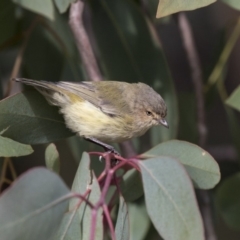 Smicrornis brevirostris (Weebill) at Higgins, ACT - 30 Mar 2019 by Alison Milton