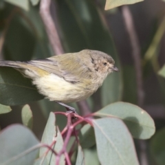 Smicrornis brevirostris at Higgins, ACT - 31 Mar 2019