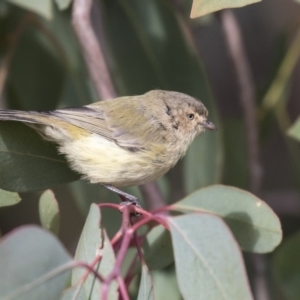 Smicrornis brevirostris at Higgins, ACT - 31 Mar 2019