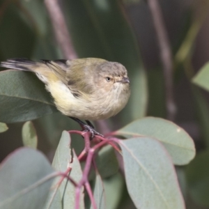 Smicrornis brevirostris at Higgins, ACT - 31 Mar 2019