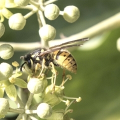 Vespula germanica (European wasp) at Higgins, ACT - 30 Mar 2019 by AlisonMilton