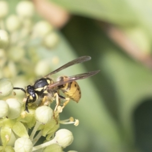 Vespula germanica at Higgins, ACT - 31 Mar 2019