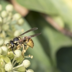 Vespula germanica at Higgins, ACT - 31 Mar 2019 09:38 AM