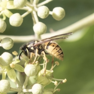 Vespula germanica at Higgins, ACT - 31 Mar 2019