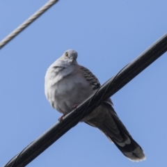 Ocyphaps lophotes at Higgins, ACT - 31 Mar 2019