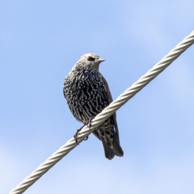 Sturnus vulgaris (Common Starling) at Higgins, ACT - 30 Mar 2019 by Alison Milton