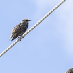 Sturnus vulgaris at Higgins, ACT - 31 Mar 2019