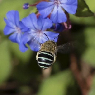 Amegilla (Zonamegilla) asserta (Blue Banded Bee) at Michelago, NSW - 22 Mar 2019 by Illilanga