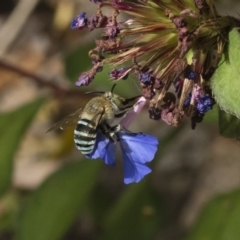 Amegilla (Zonamegilla) asserta at Michelago, NSW - 22 Mar 2019