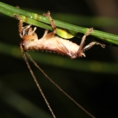 Gryllacrididae (family) (Wood, Raspy or Leaf Rolling Cricket) at Guerilla Bay, NSW - 29 Mar 2019 by jb2602