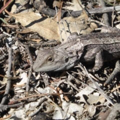 Amphibolurus muricatus at Isaacs Ridge - 31 Mar 2019 02:31 PM