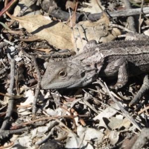 Amphibolurus muricatus at Isaacs Ridge - 31 Mar 2019 02:31 PM