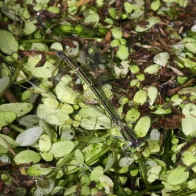 Ischnura aurora (Aurora Bluetail) at Undefined, NSW - 25 Mar 2019 by HarveyPerkins