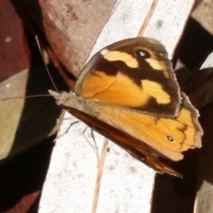 Heteronympha merope (Common Brown Butterfly) at Rosedale, NSW - 30 Mar 2019 by jbromilow50