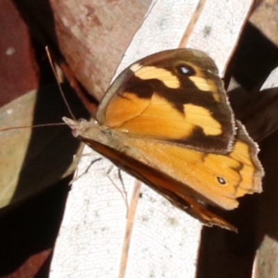 Heteronympha merope (Common Brown Butterfly) at Rosedale, NSW - 30 Mar 2019 by jbromilow50