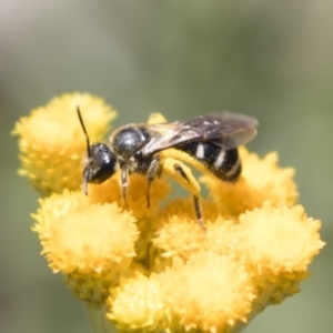 Lasioglossum (Chilalictus) sp. (genus & subgenus) at Michelago, NSW - 12 Jan 2019 11:23 AM