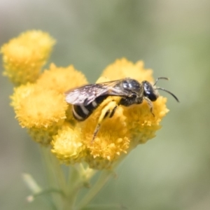 Lasioglossum (Chilalictus) sp. (genus & subgenus) at Michelago, NSW - 12 Jan 2019 11:23 AM