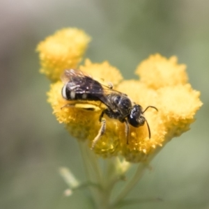 Lasioglossum (Chilalictus) sp. (genus & subgenus) at Michelago, NSW - 12 Jan 2019 11:23 AM