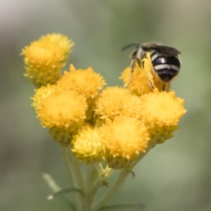 Lasioglossum (Chilalictus) sp. (genus & subgenus) at Michelago, NSW - 12 Jan 2019 11:23 AM