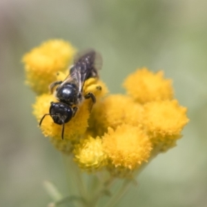 Lasioglossum (Chilalictus) sp. (genus & subgenus) at Michelago, NSW - 12 Jan 2019 11:23 AM