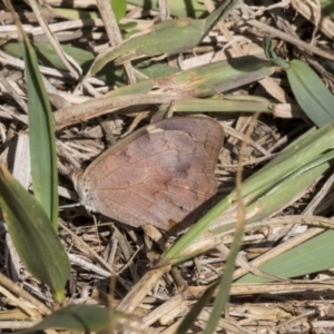 Heteronympha merope at Higgins, ACT - 31 Mar 2019 09:39 AM