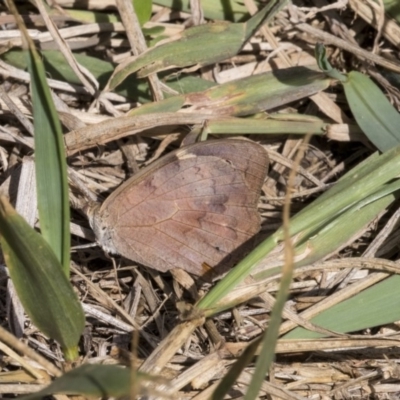 Heteronympha merope (Common Brown Butterfly) at Higgins, ACT - 30 Mar 2019 by AlisonMilton