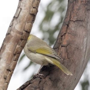 Ptilotula penicillata at Higgins, ACT - 31 Mar 2019