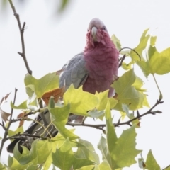 Eolophus roseicapilla (Galah) at Higgins, ACT - 30 Mar 2019 by Alison Milton