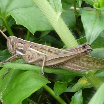 Austracris proxima (Spur-throated locust) at Undefined, NSW - 23 Mar 2019 by HarveyPerkins