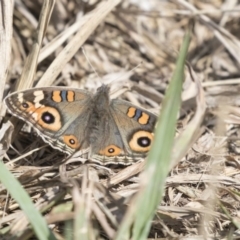 Junonia villida (Meadow Argus) at Higgins, ACT - 31 Mar 2019 by AlisonMilton