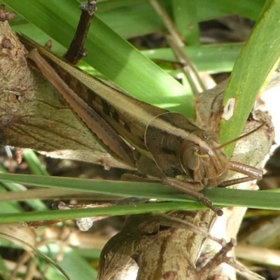 Austracris proxima (Spur-throated locust) at Undefined, NSW - 20 Mar 2019 by HarveyPerkins