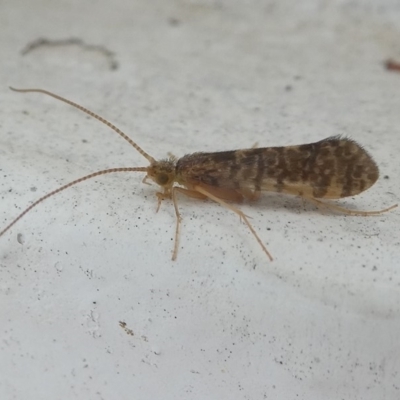 Trichoptera sp. (order) (Unidentified Caddisfly) at Undefined, NSW - 20 Mar 2019 by HarveyPerkins